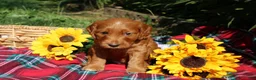 Mixed Breed dogs for sale: Posey - Irish Goldendoodle  - Ad 16