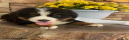 Bernese Mountain Dog dogs for sale: Chase - Ad 3