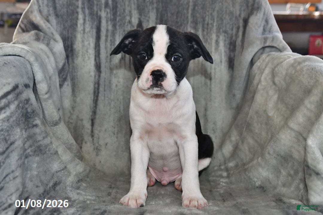 Mixed Breed dogs for sale: Snickers - Ad 5