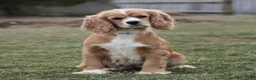 Cockapoo dogs for sale: Kaila - Ad 4
