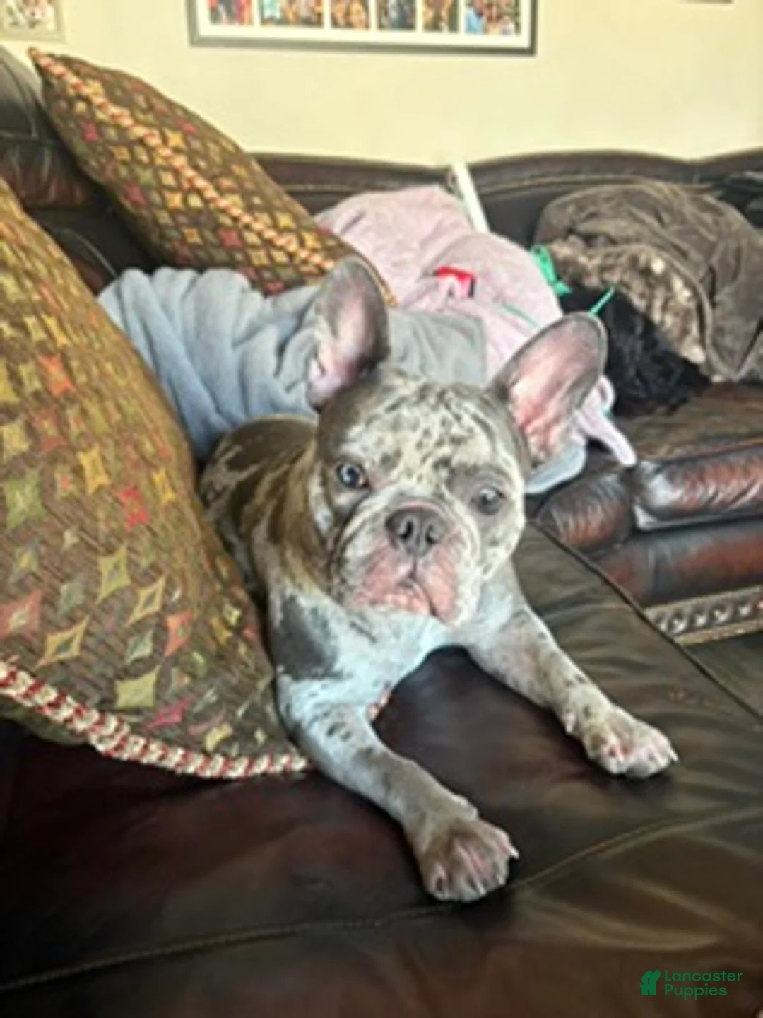 French Bulldog dogs for sale: Dior - Ad 11