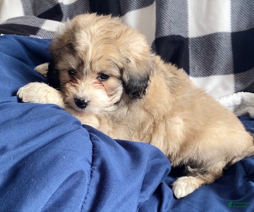 Mini Aussiedoodle dogs Charlie - Ad 42
