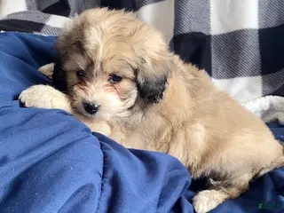 Mini Aussiedoodle dogs Charlie - Ad 42