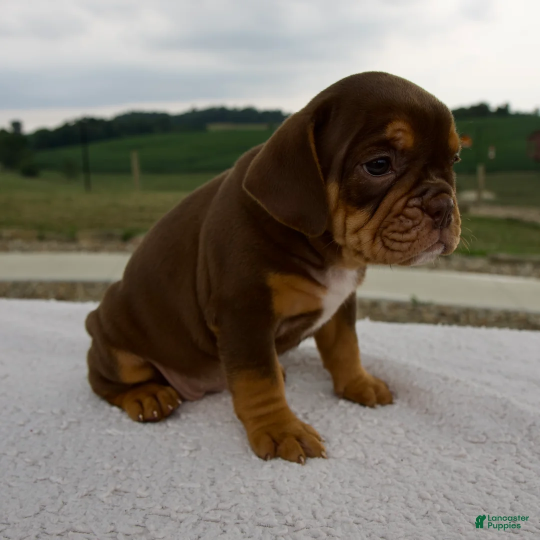 Beabull dogs for sale: Nora - Ad 1