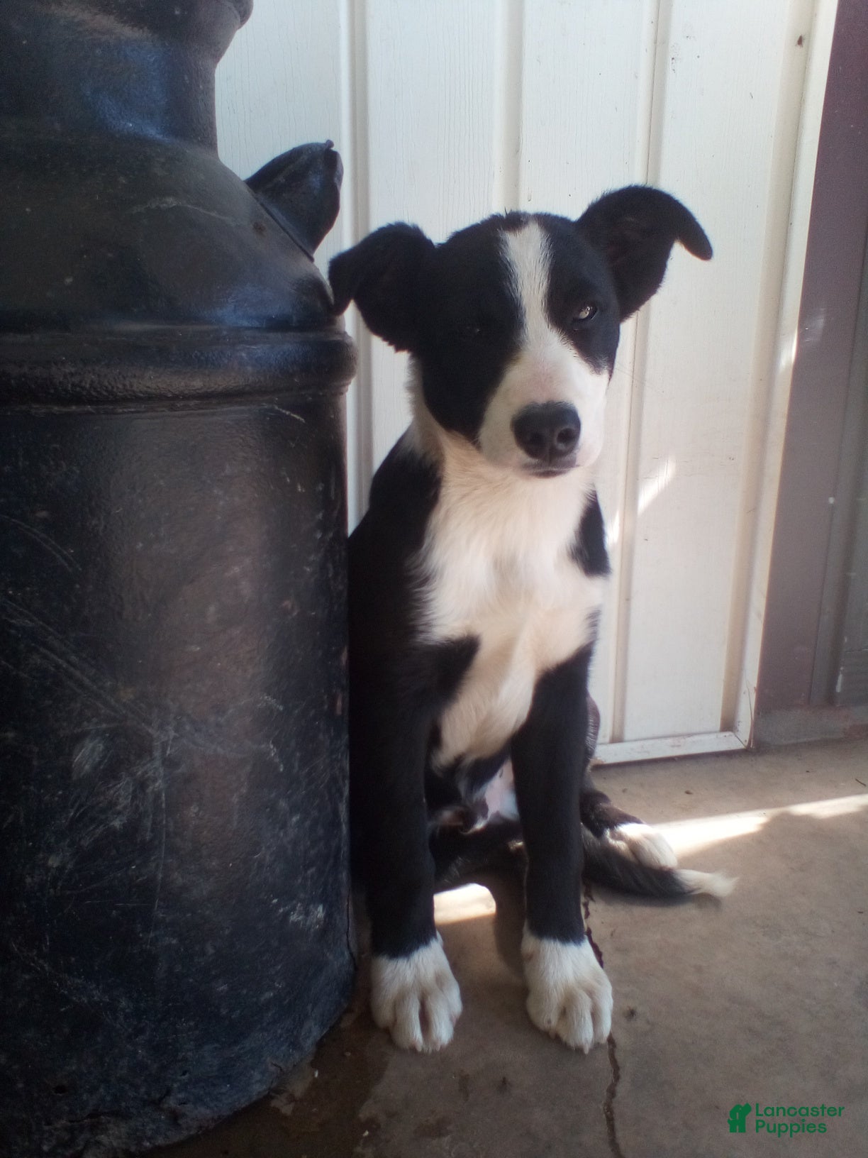 Mixed Breed dogs Claude - Ad 1