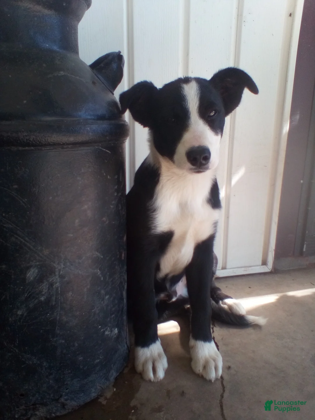 Mixed Breed dogs for sale: Claude - Ad 1