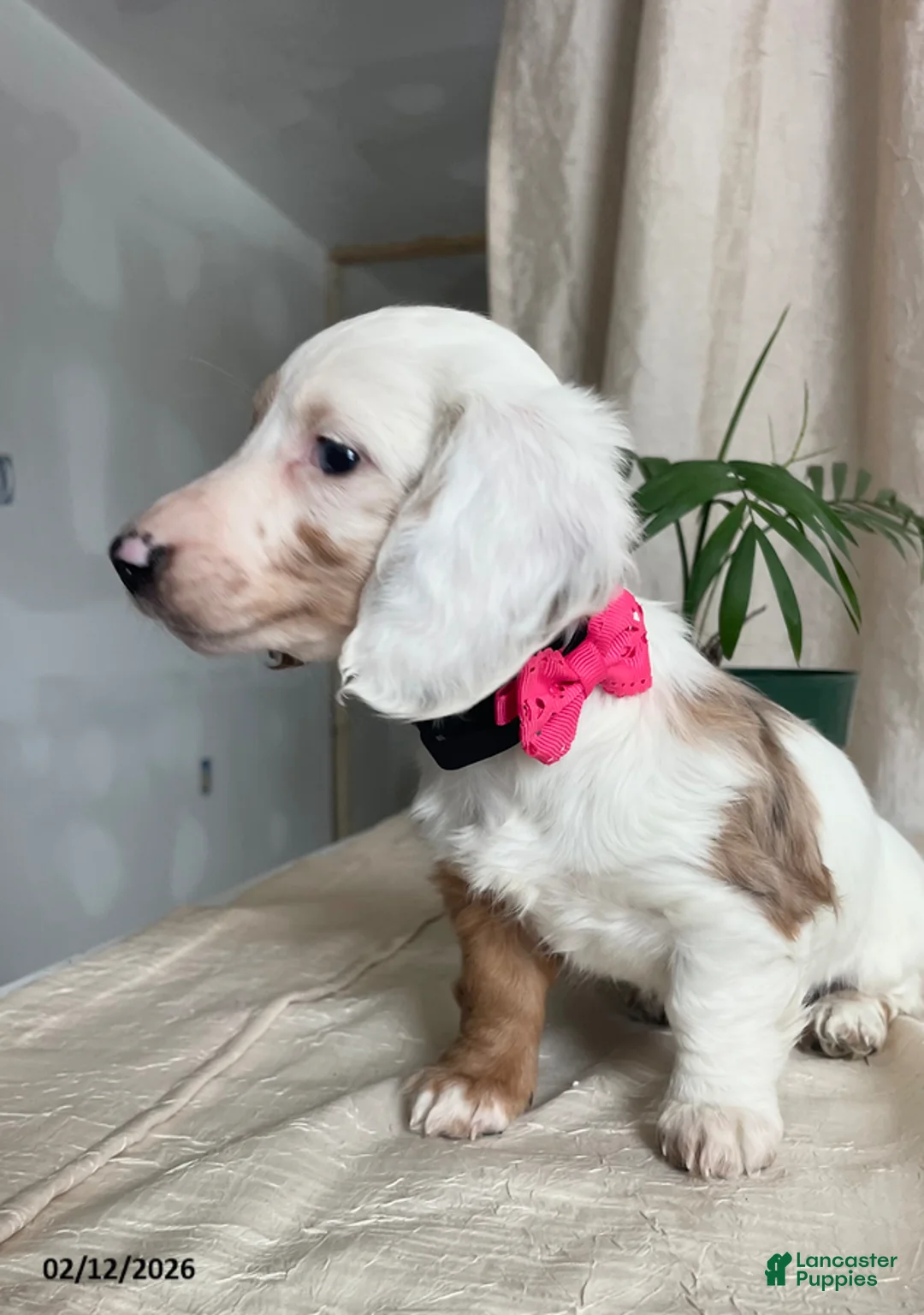 Miniature Dachshund dogs for sale: Lucky Charms - Ad 3