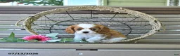Cavalier King Charles Spaniel dogs for sale: Brentley - Ad 3