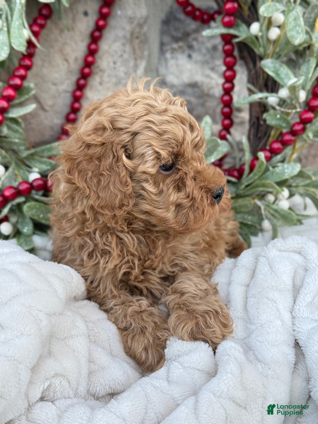 Toy Poodle dogs for sale: Trotter - Ad 4
