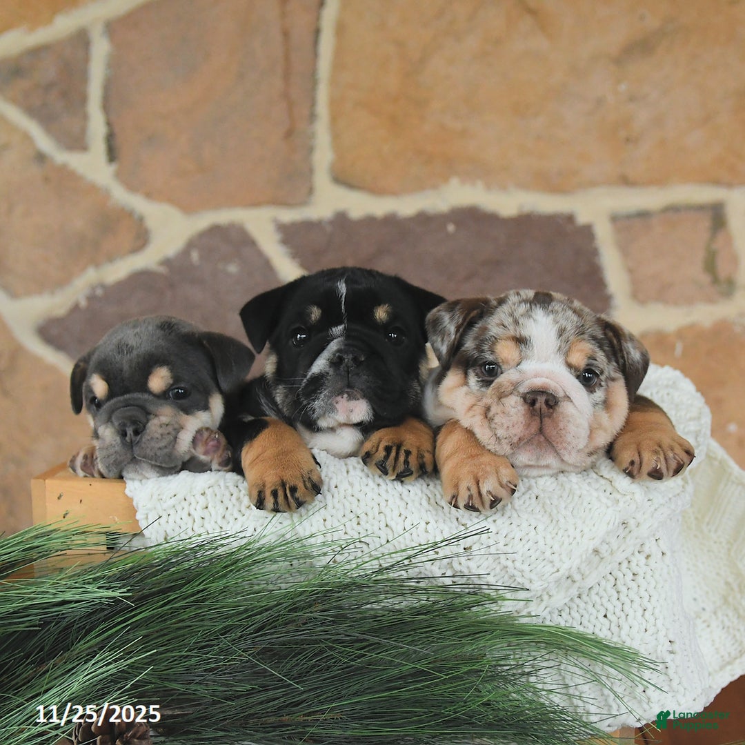 English Bulldog dogs for sale: Caramel Latte - Ad 5