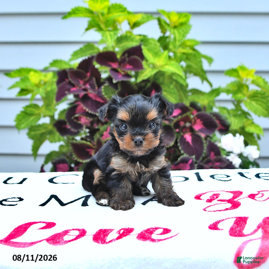 Yorkshire Terrier dogs Peanut  - Ad 1