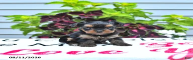 Peanut 