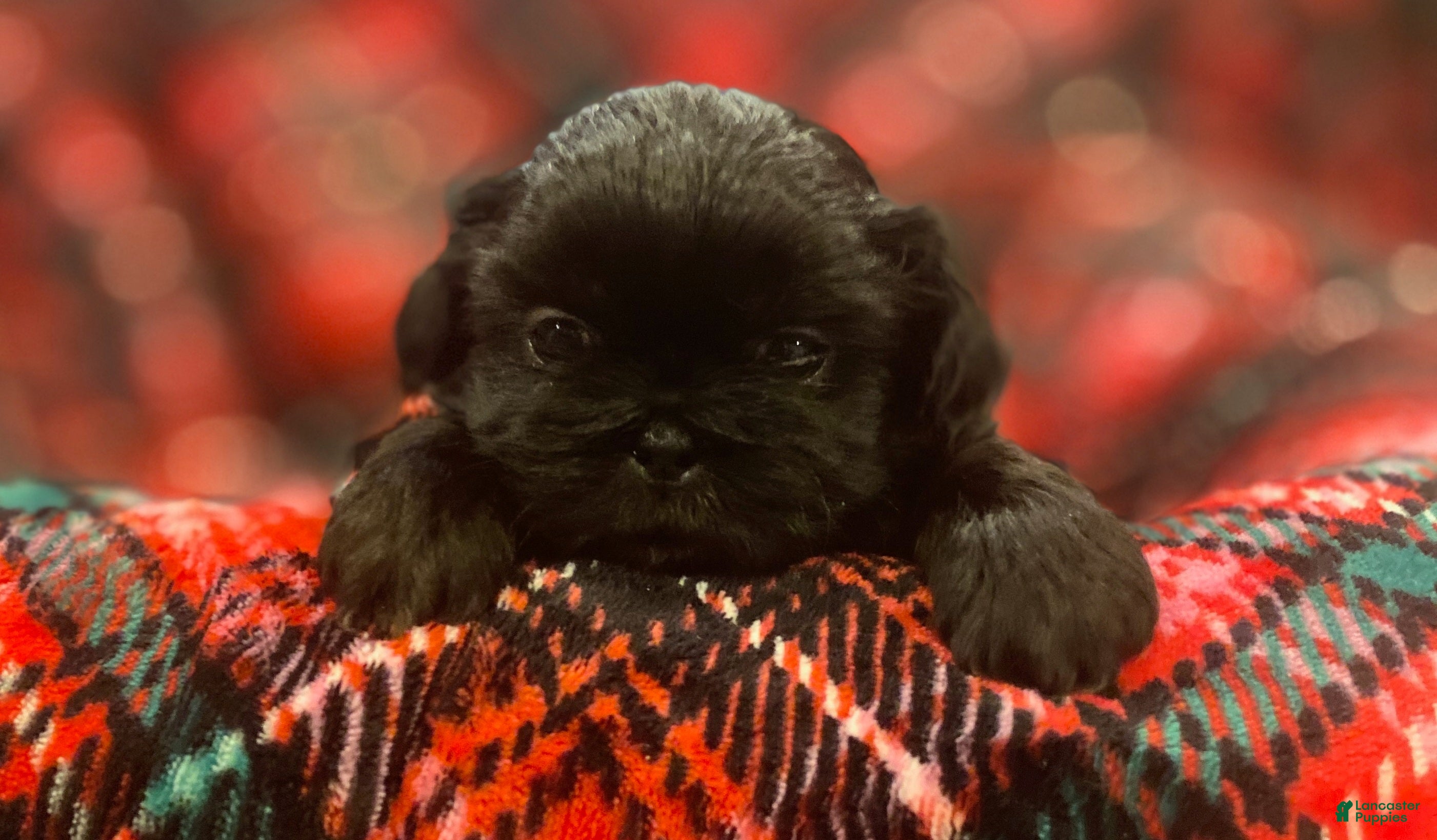 Shih Tzu dogs MAX, Shih Tzu, Male, 7 weeks, AKC Champion Blood Line - Ad 21
