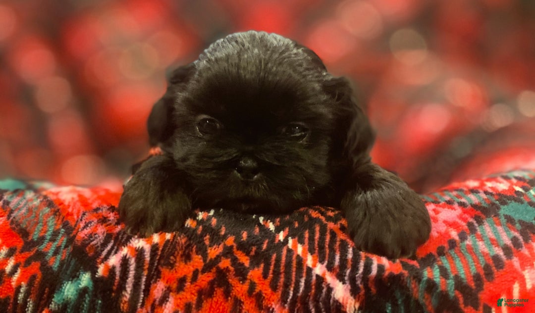 Shih Tzu dogs for sale: MAX, Shih Tzu, Male, 10 weeks, AKC Champion Blood Line - Ad 1