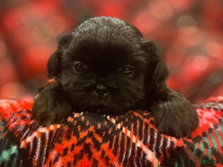 Shih Tzu dogs MAX, Shih Tzu, Male, 7 weeks, AKC Champion Blood Line - Ad 21