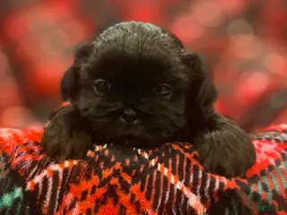 Shih Tzu dogs MAX, Shih Tzu, Male, 10 weeks, AKC Champion Blood Line - Ad 1