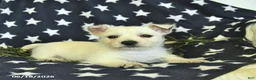 West Highland Terrier dogs for sale: Leo  - Ad 4