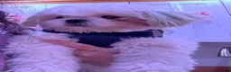 Shih Tzu dogs for sale: Forky  - Ad 8