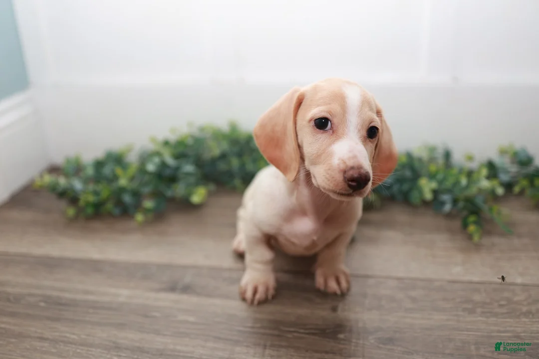 Miniature Dachshund dogs for sale: Mater - Ad 1