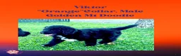 Mixed Breed dogs for sale:  ⭐ Viktor — Orange Collar • Male Golden Mountain Doodle - Ad 4
