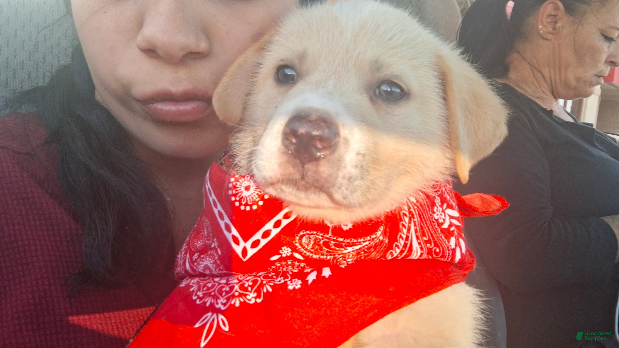 Mixed Breed dogs Mixed Breed Puppy 1 - Ad 22