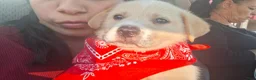 Mixed Breed dogs for sale: Mixed Breed Puppy 1 - Ad 1