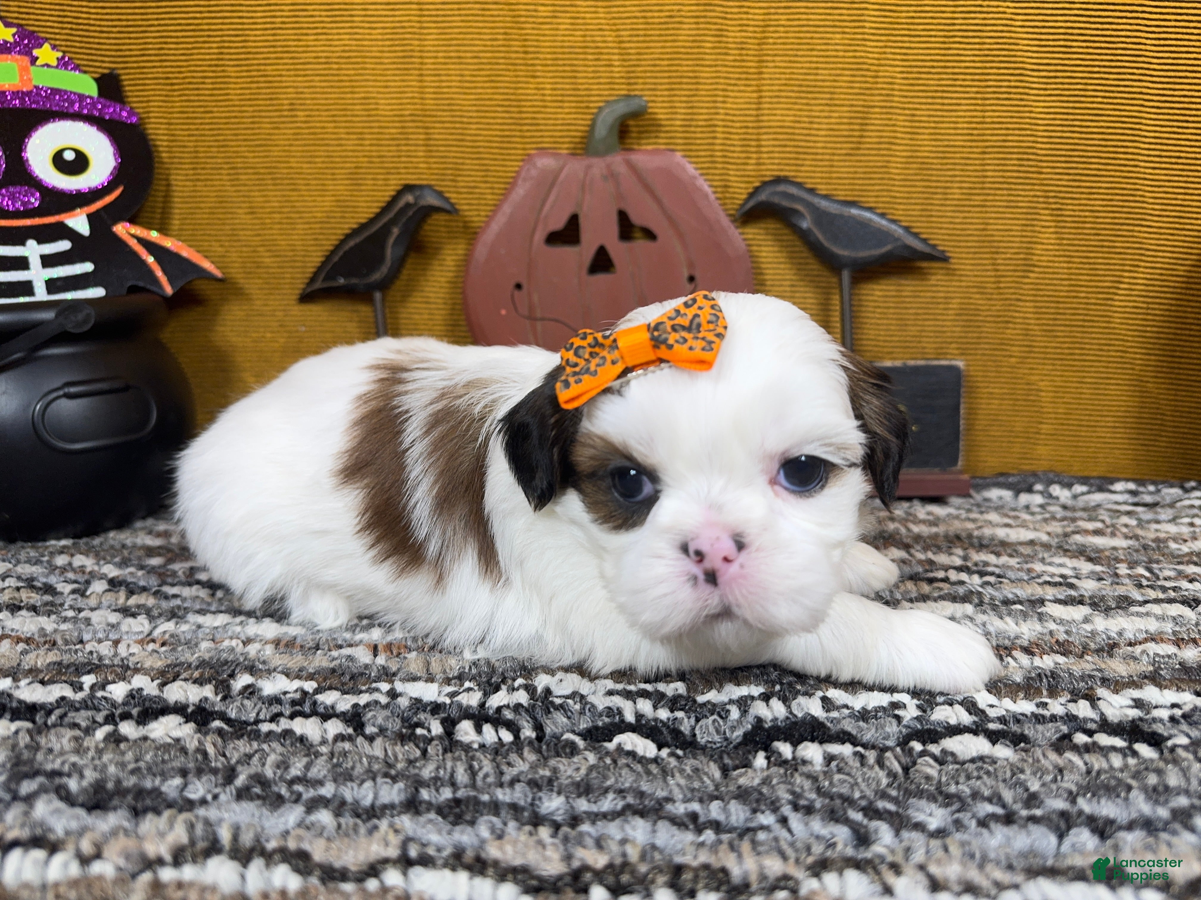 Shih Tzu dogs for sale: Shih Tzu 5 - Ad 20