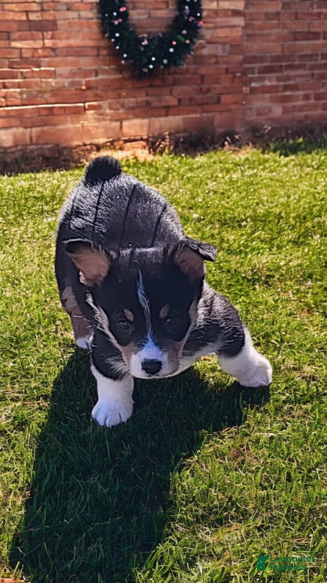 Welsh Corgi Pembroke dogs for sale: Donny  - Ad 8