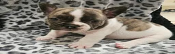 French Bulldog dogs for sale: Gaston  - Ad 2