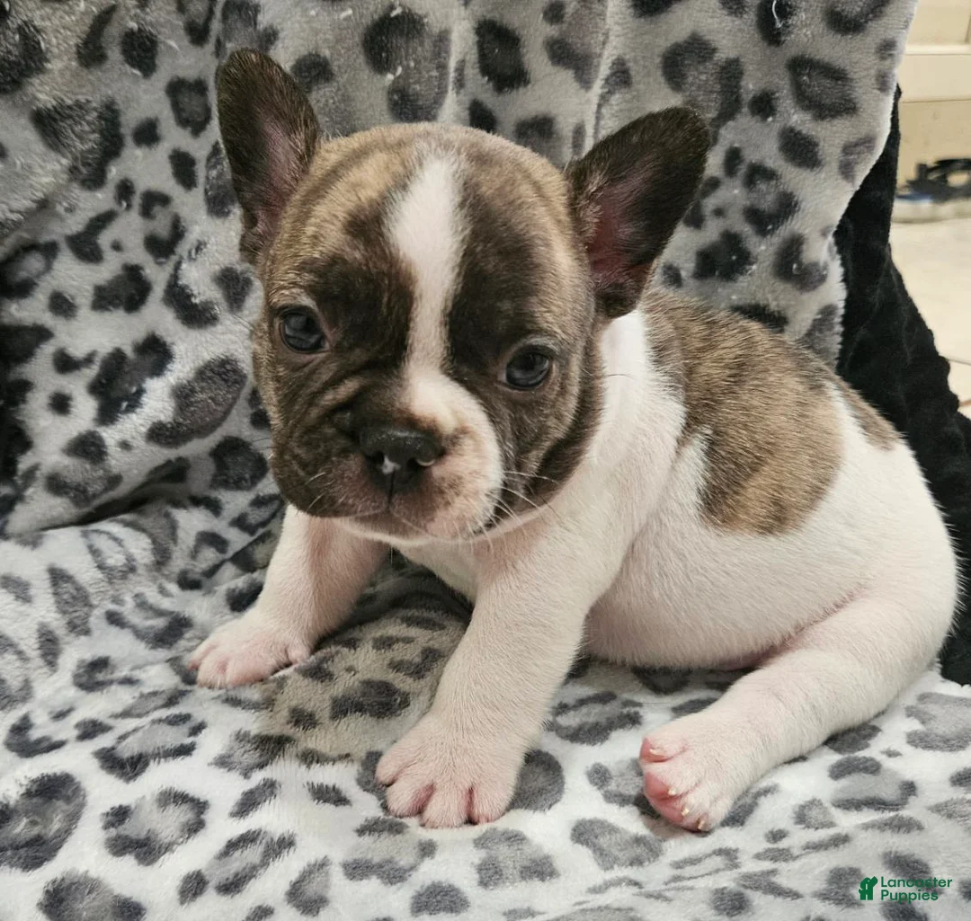 French Bulldog dogs for sale: Gaston  - Ad 2