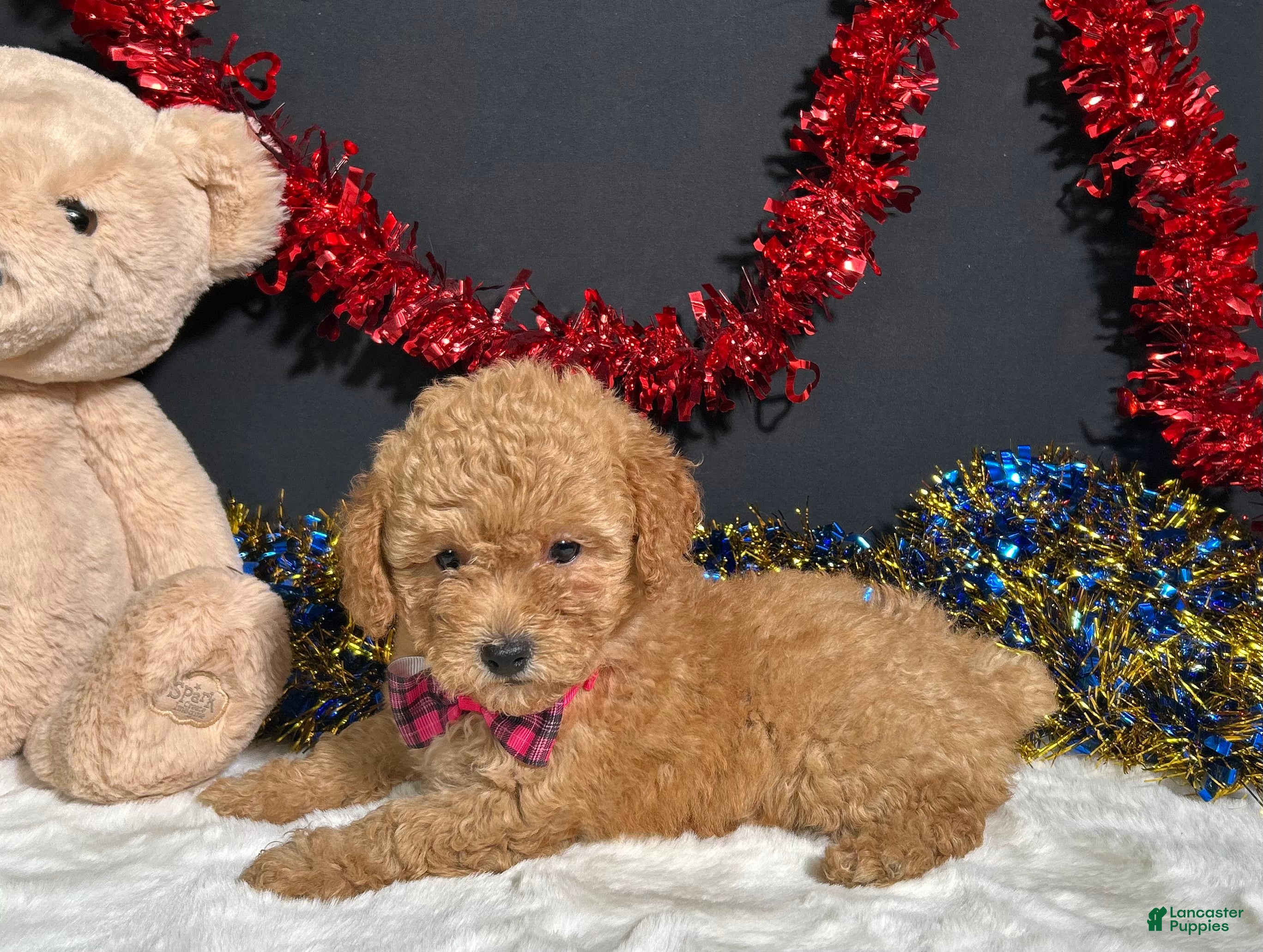 Toy Poodle dogs Lila - Ad 16