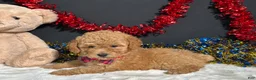 Toy Poodle dogs for sale: Lila - Ad 1