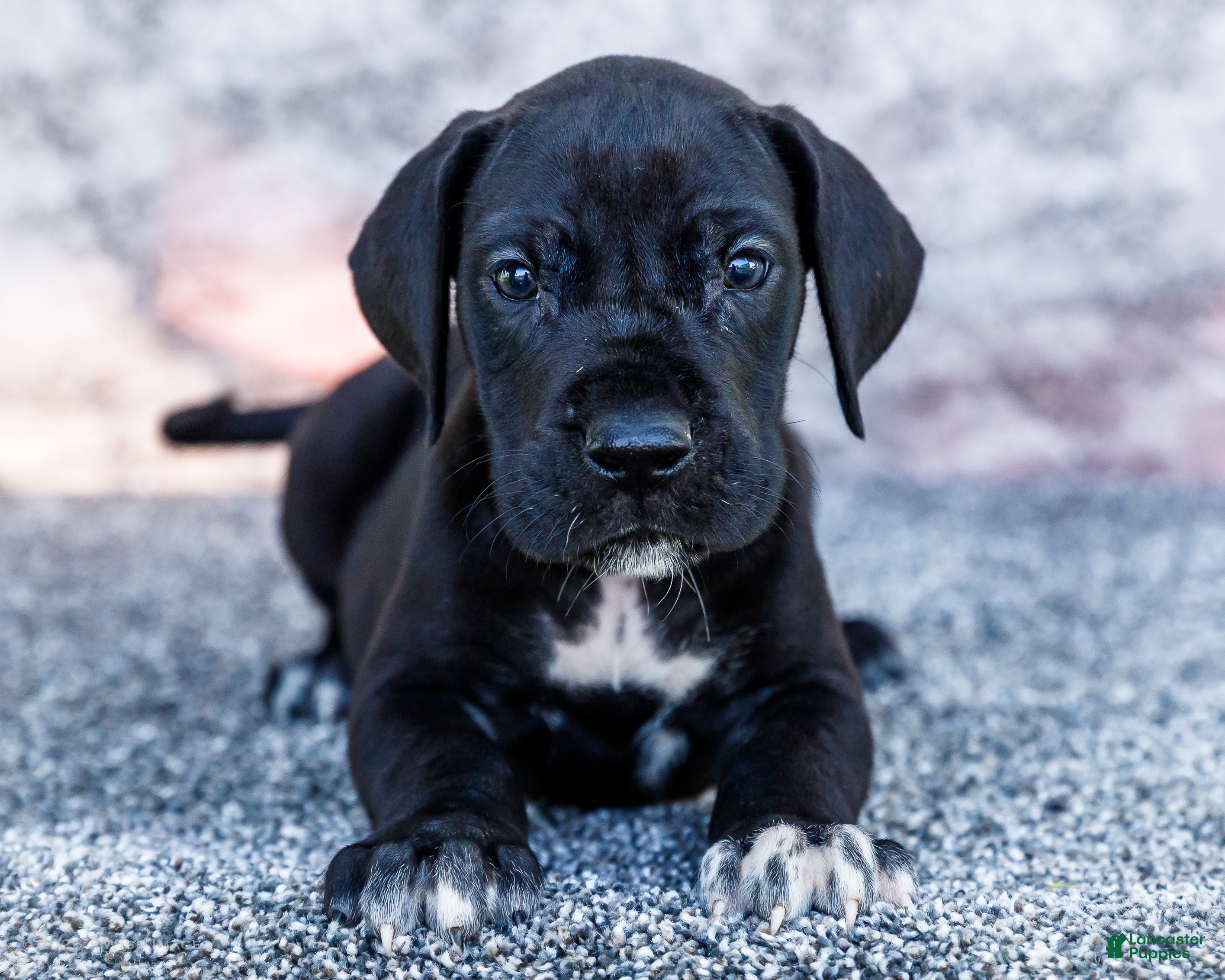 Great Dane dogs Asher - Ad 1