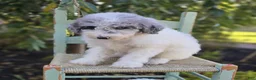 Sheepadoodle dogs for sale: Honey - Ad 5
