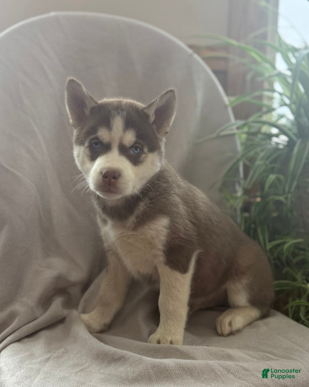 Siberian Husky dogs for sale: Lucky - Ad 8