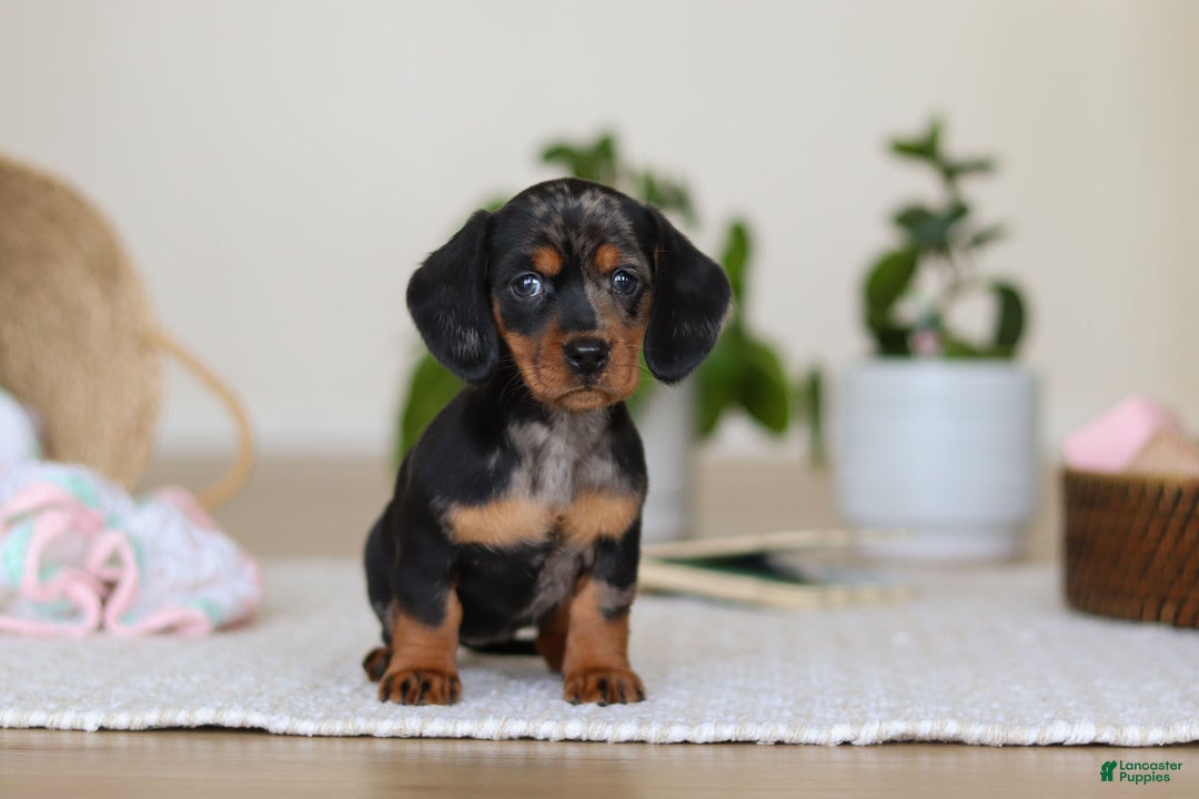 Miniature Dachshund dogs for sale: Ivy - Ad 4