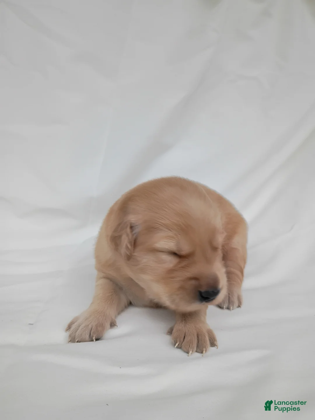 Golden Retriever dogs for sale: Golden Retriever 4 - Ad 2