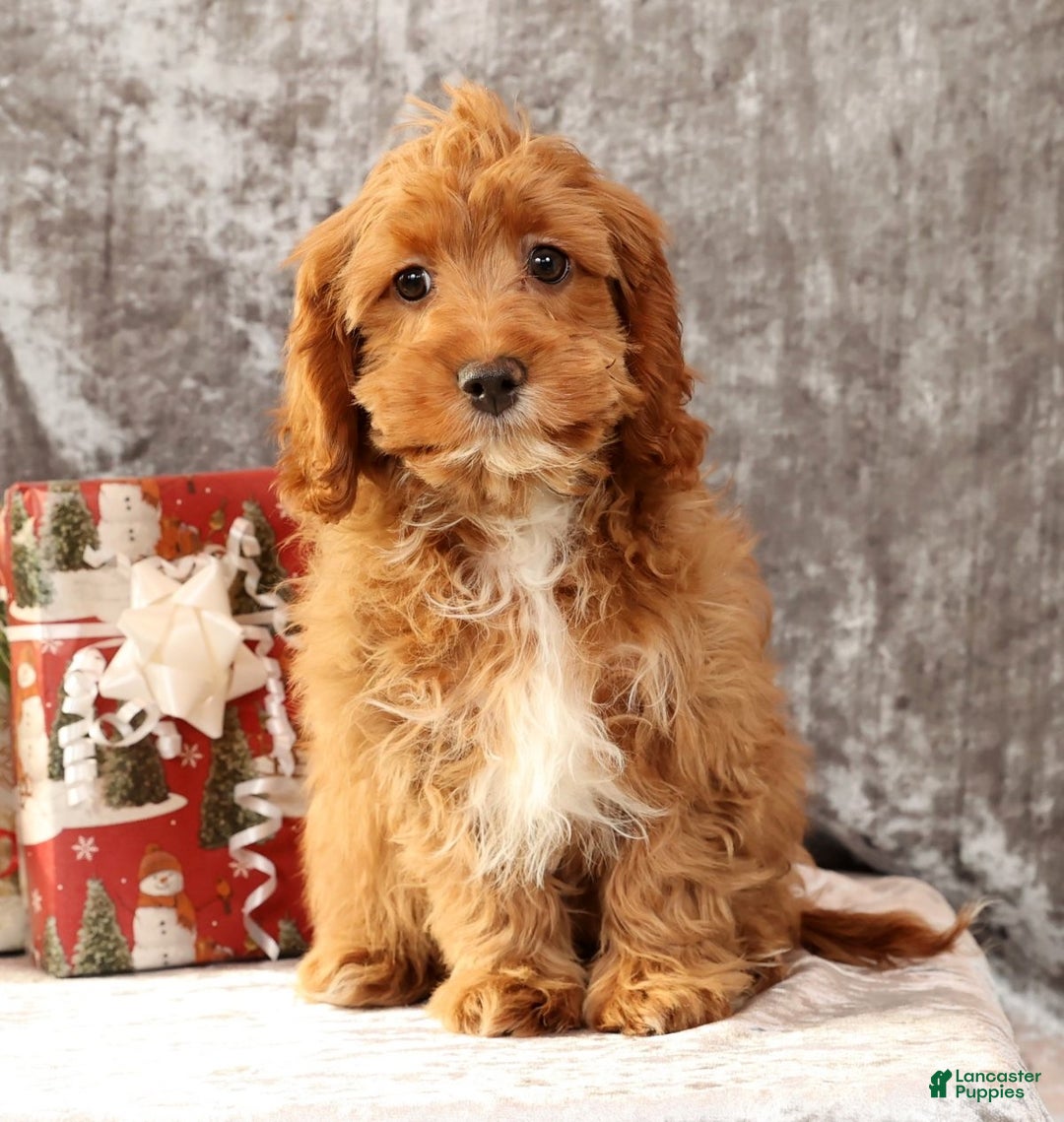 Cavapoo dogs for sale: Kimmy - Ad 3
