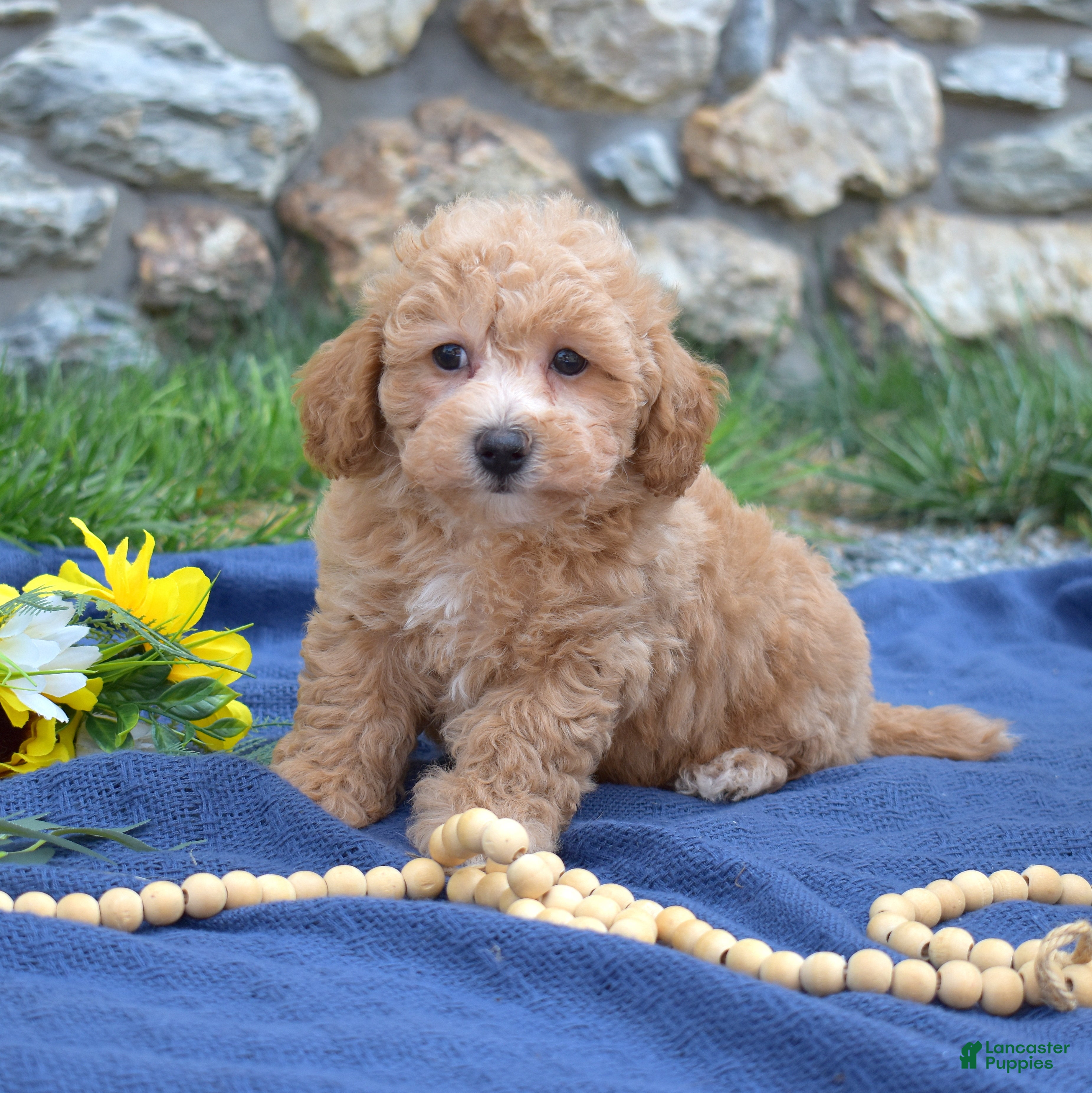 Bichpoo dogs Rookie - Ad 1