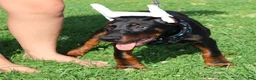 Doberman Pinscher dogs for sale: Doberman Pinscher 1 - Ad 3