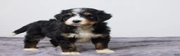 Bernedoodle dogs for sale: Kory - Ad 3