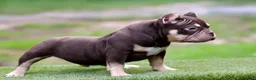American Bully dogs for sale: Chocolate Tri Yogi Son - Ad 1