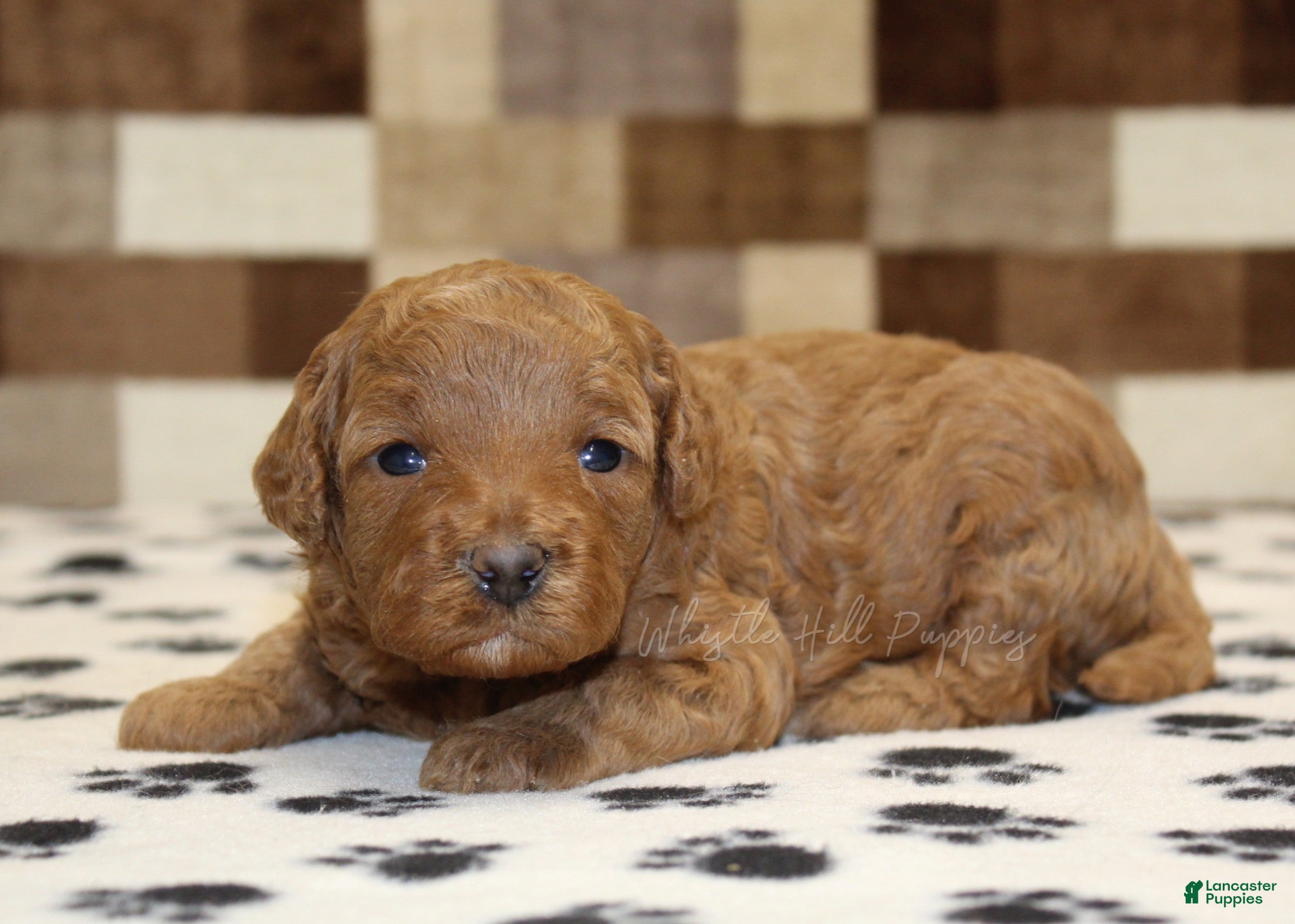 Cavapoo dogs Olivia - Ad 1