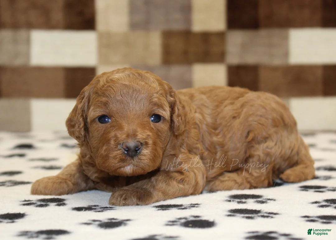 Cavapoo dogs for sale: Olivia - Ad 1