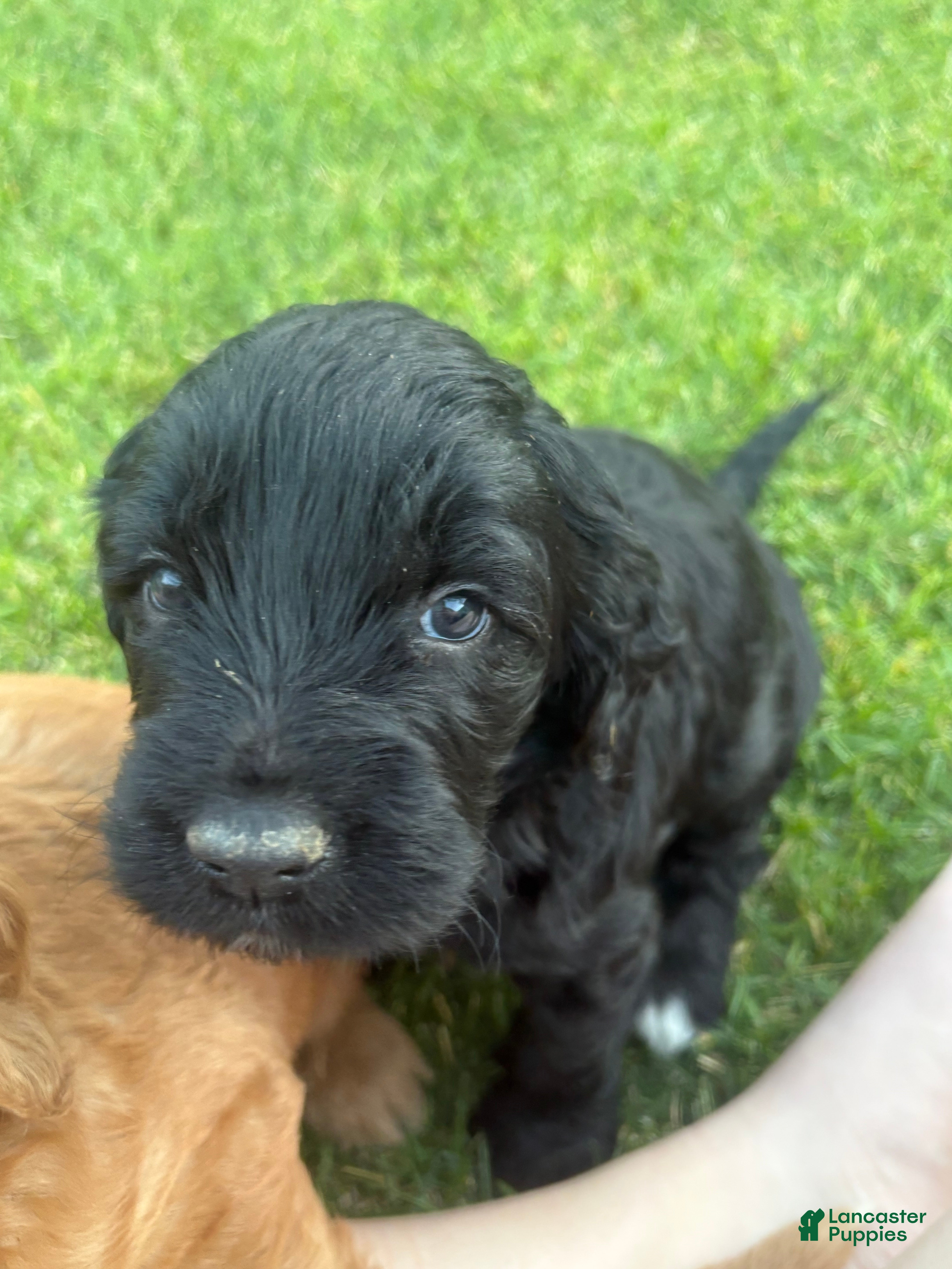 Goldendoodle dogs for sale: Emma - Ad 1