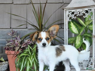 Papillon dogs Blake - Ad 3