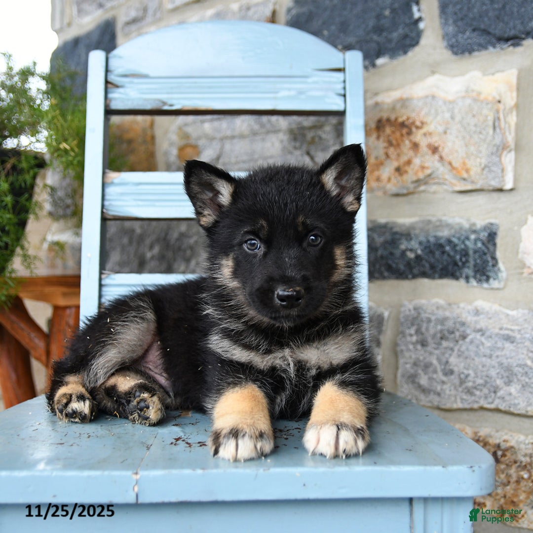 Gerberian Shepsky dogs for sale: Pilot - Ad 2