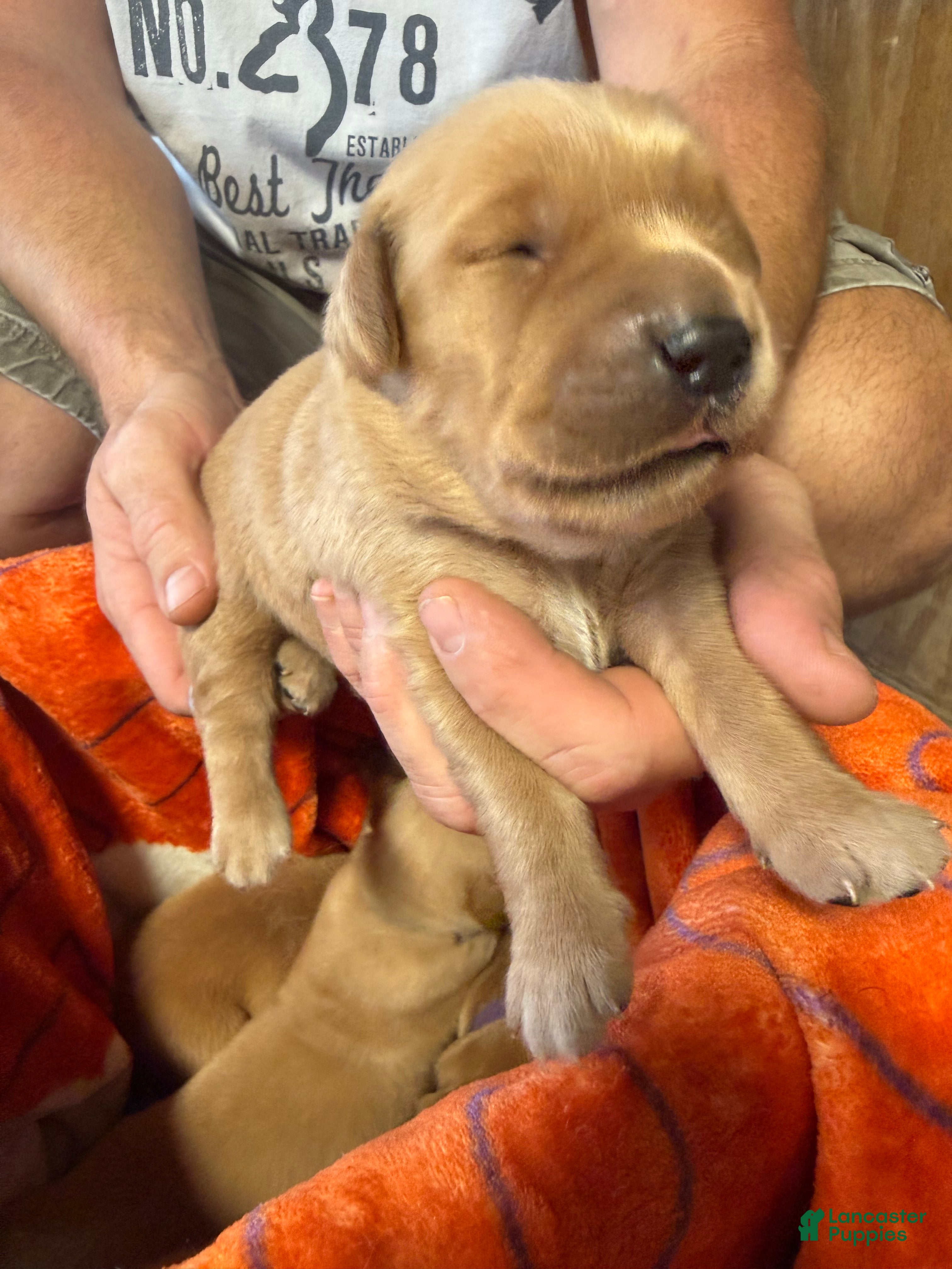 Golden Retriever