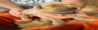 Golden Retriever 1