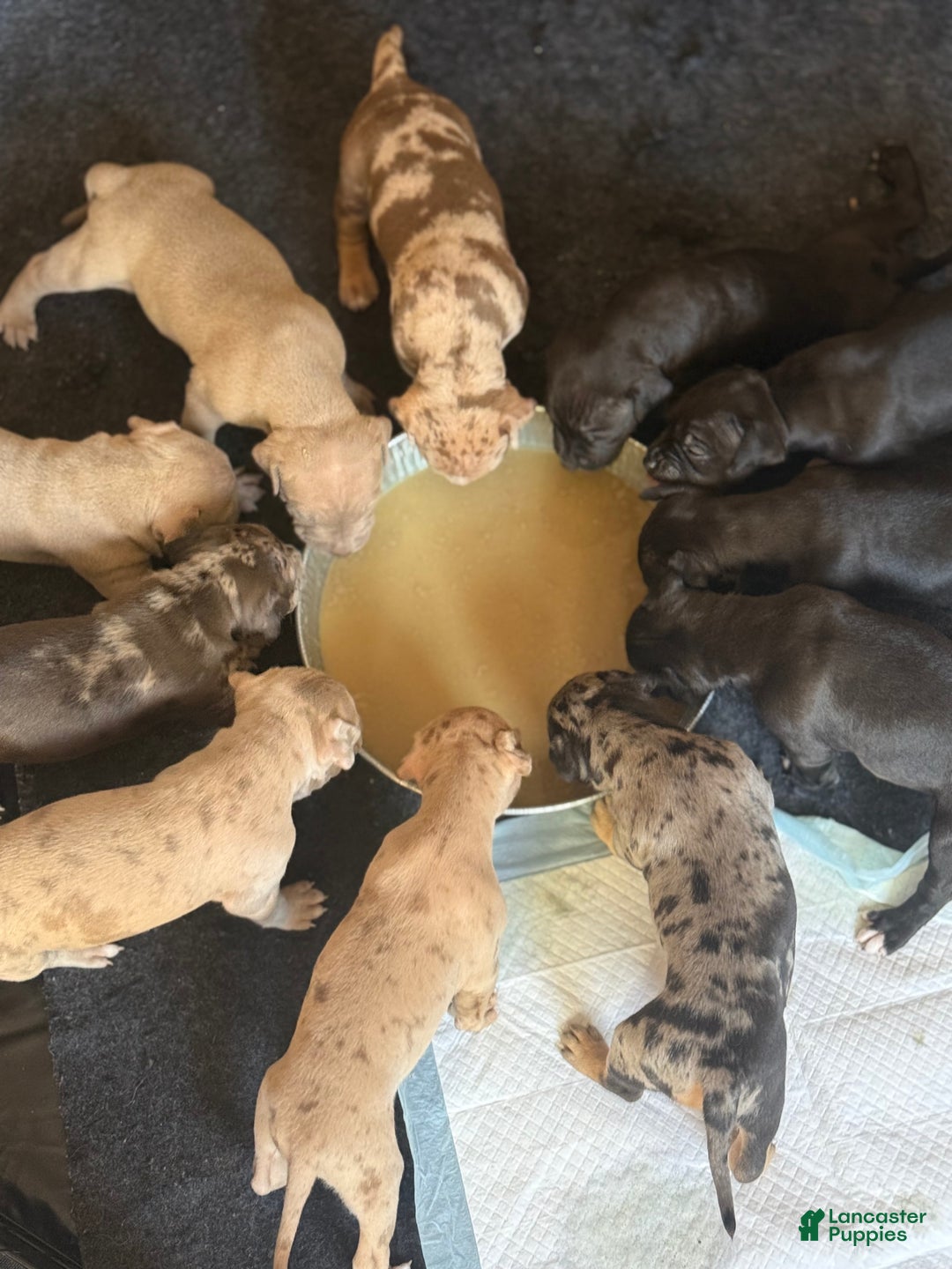 American Bully dogs for sale: King - Ad 21